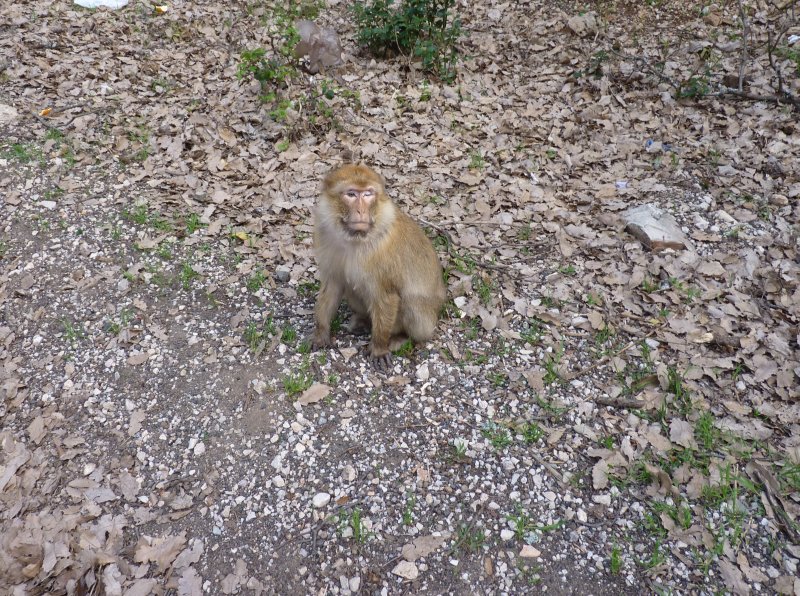 singe Azrou