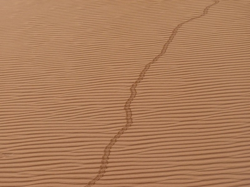 P1000745.jpg