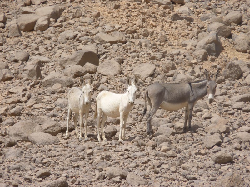 P1010073.jpg