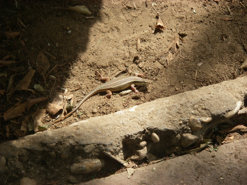 IMGP0807.JPG