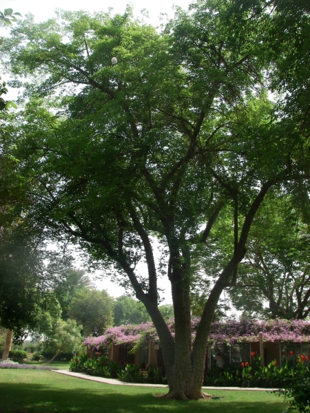 IMGP0812.JPG