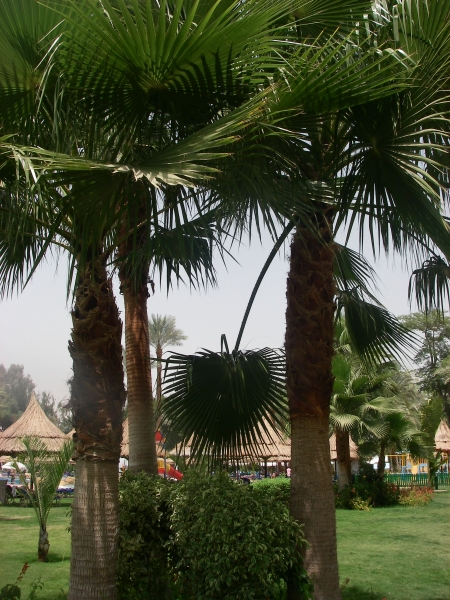 IMGP0824.JPG