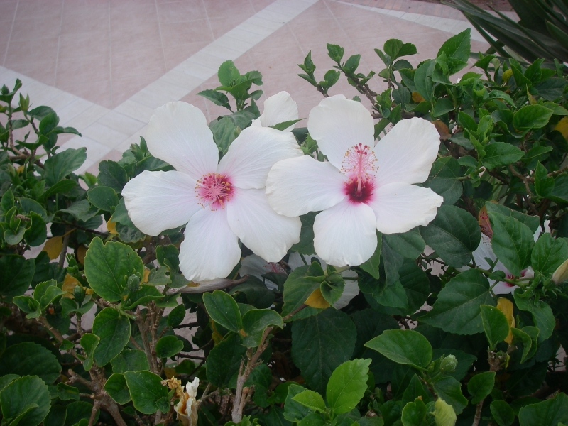 IMGP0999.JPG