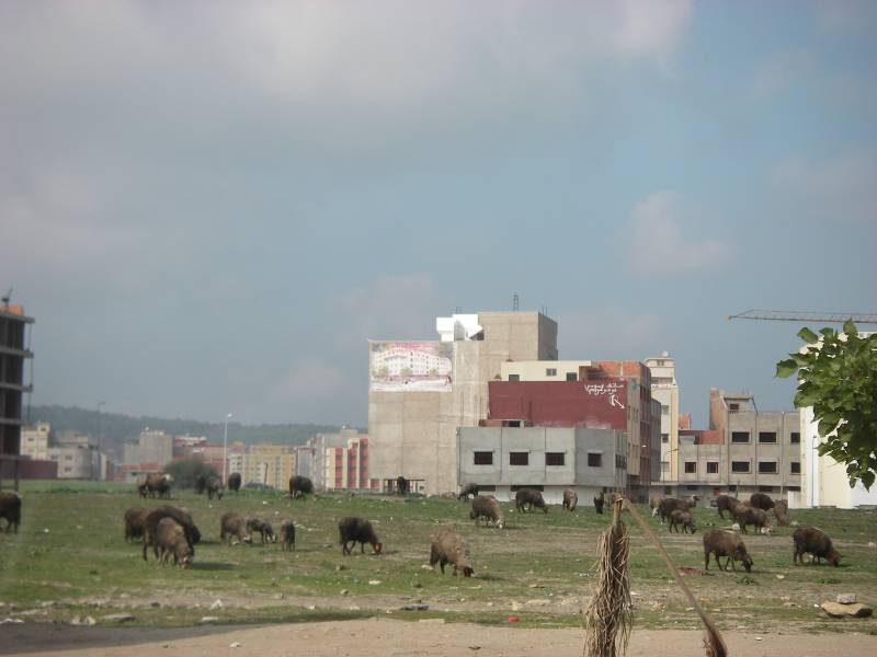 IMGP0363.JPG