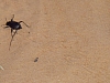 IMGP0851.JPG