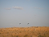 IMGP0908.JPG